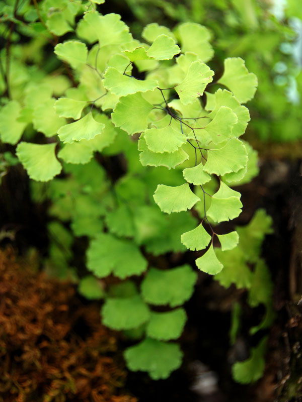 adiantum-raddianum-indoor-fern-types