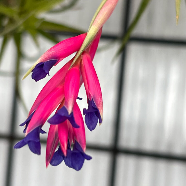 Do All Air Plants Bloom? 7 Fun Tillandsia Flower Facts