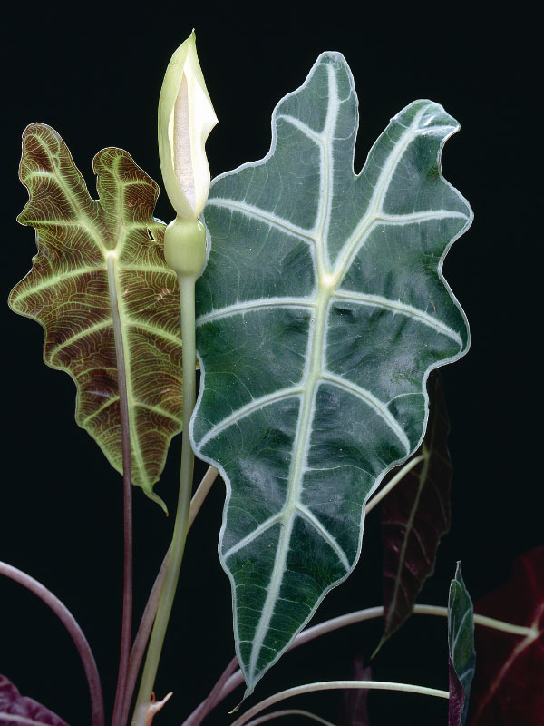 alocasia-toxic-houseplants-cats-dogs