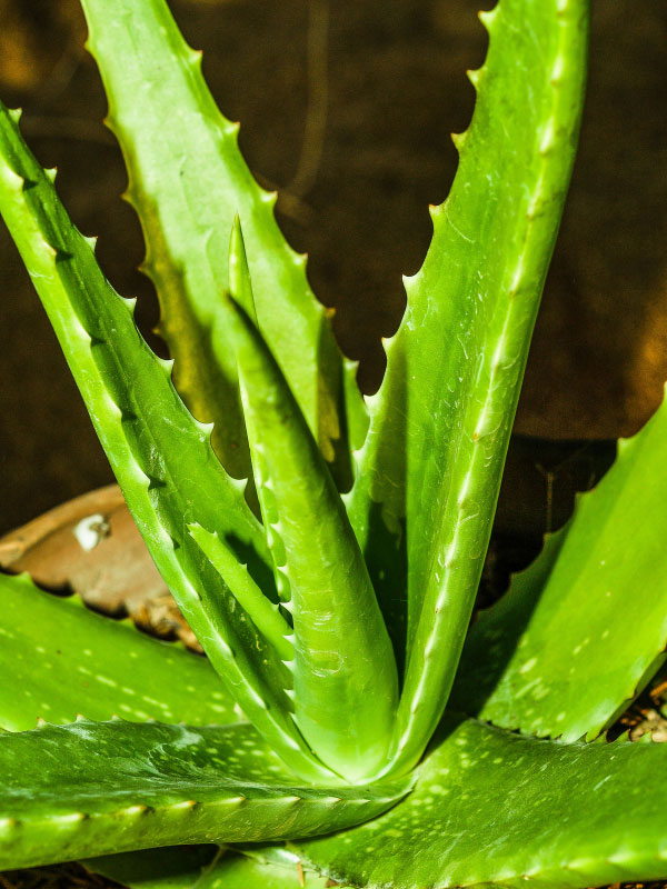 aloe-toxic-houseplants-cats-dogs