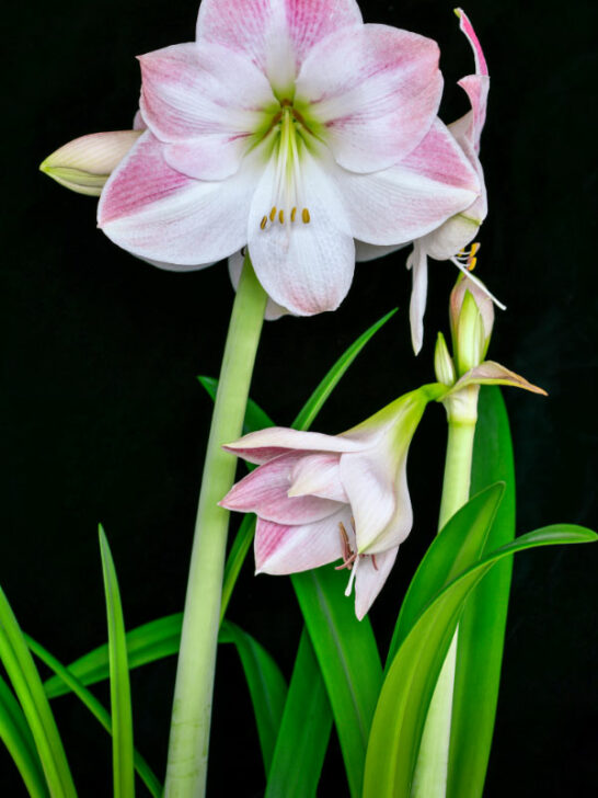 40 Toxic Houseplants for Cats and Dogs (with Pictures)