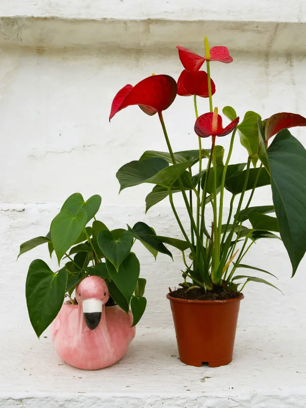 anthurium-toxic-houseplants-cats-dogs
