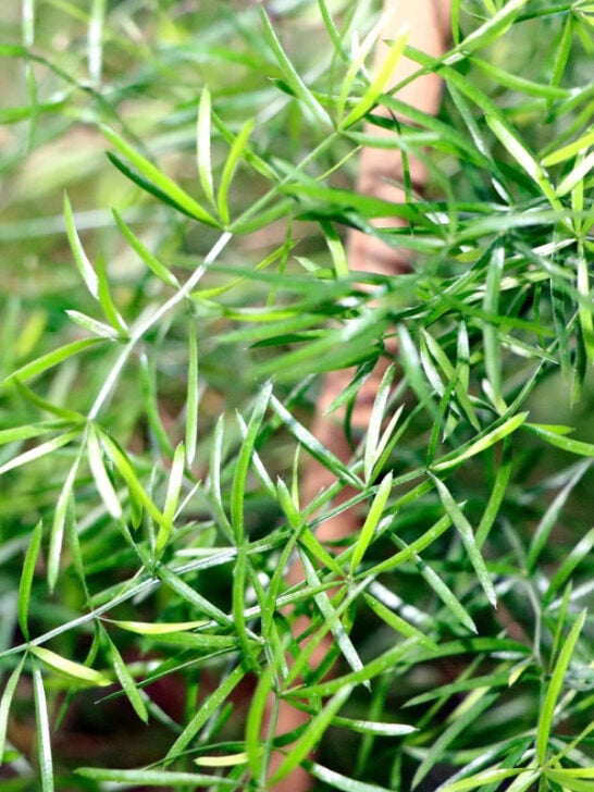 40 Toxic Houseplants for Cats and Dogs (with Pictures)