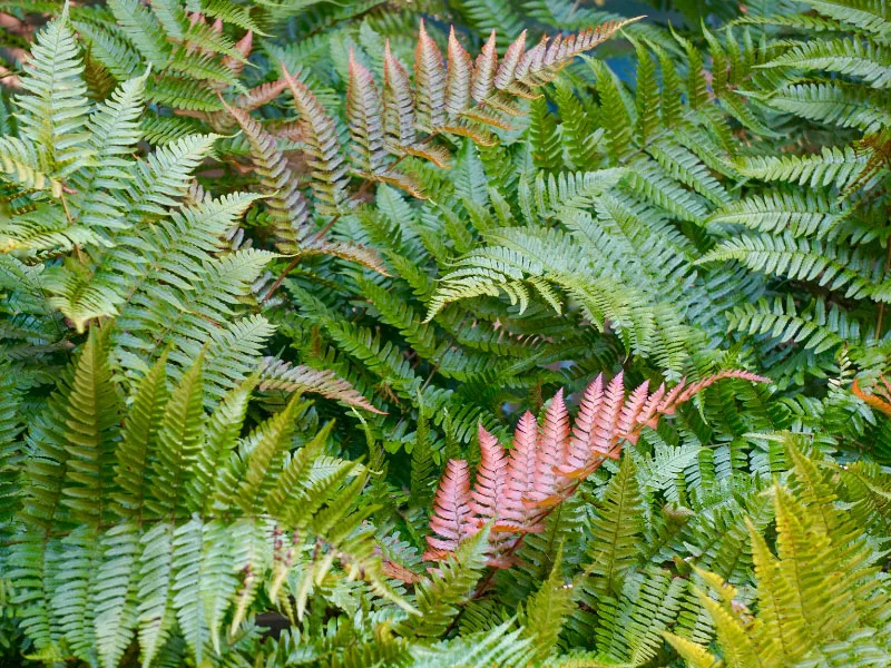 autumn-fern-indoor-fern-types