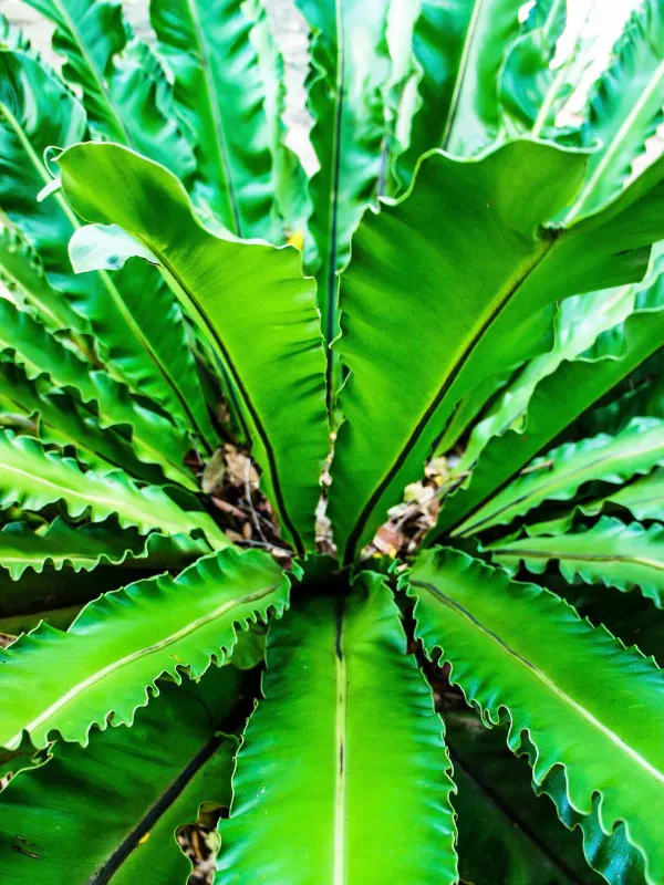 birds-nest-fern-indoor-fern-types