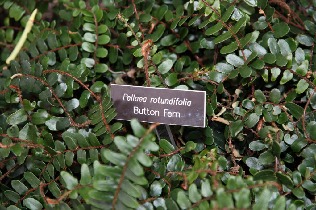 button-fern-indoor-fern-types