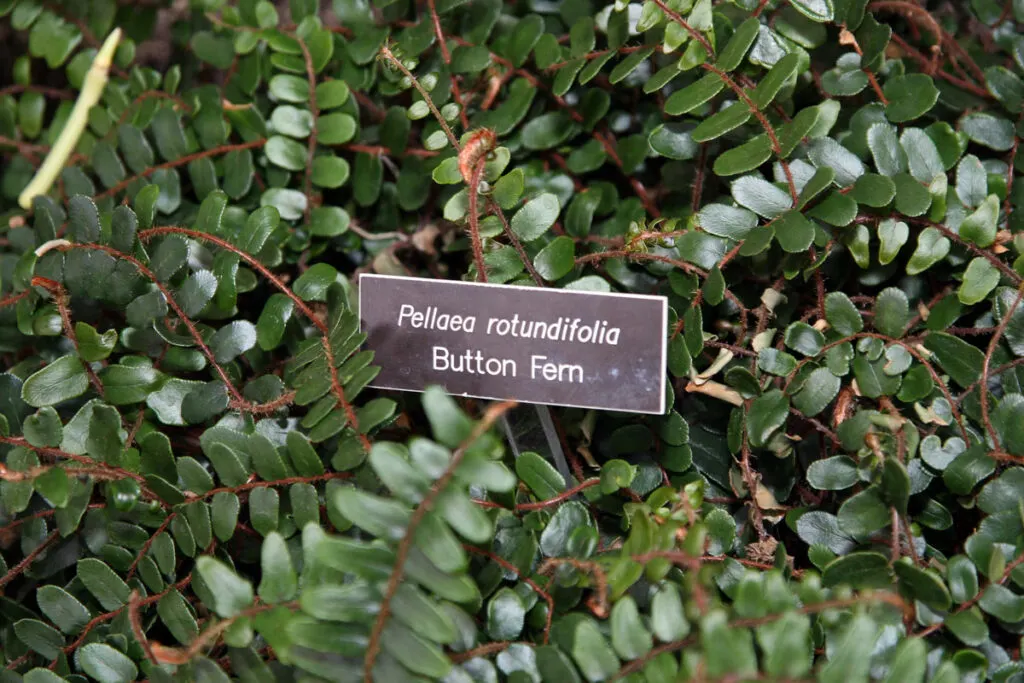 button-fern-indoor-fern-types