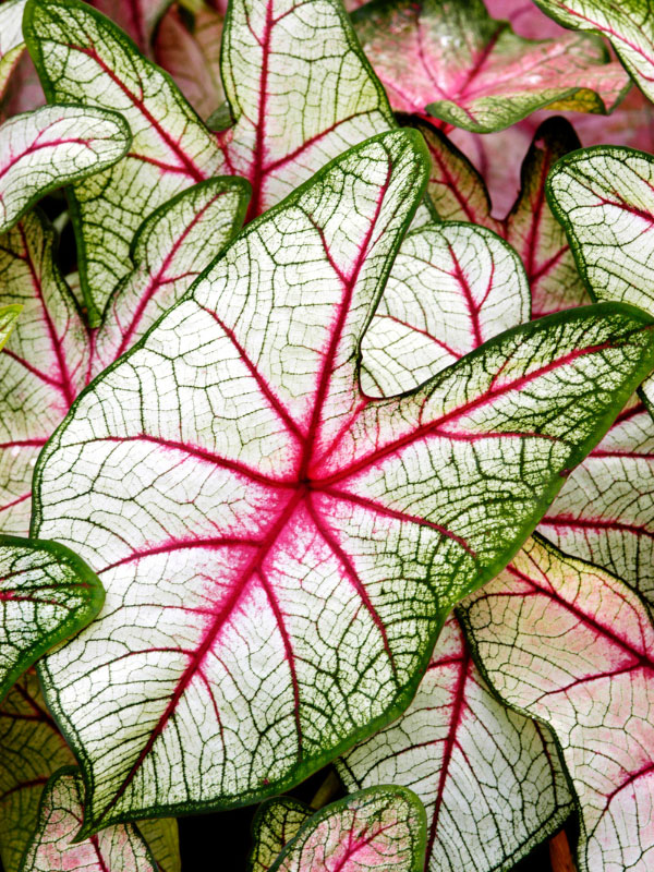 caladium-toxic-houseplants-cats-dogs