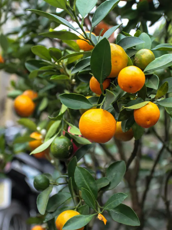 calamondin-orange-toxic-houseplants-cats-dogs