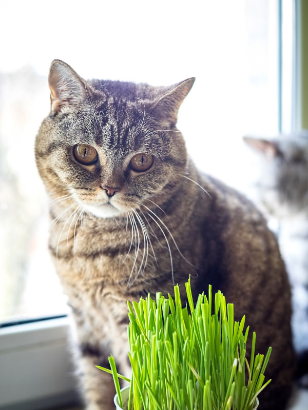 Mantener-gato-hierba-gatos-lejos-de-las-plantas