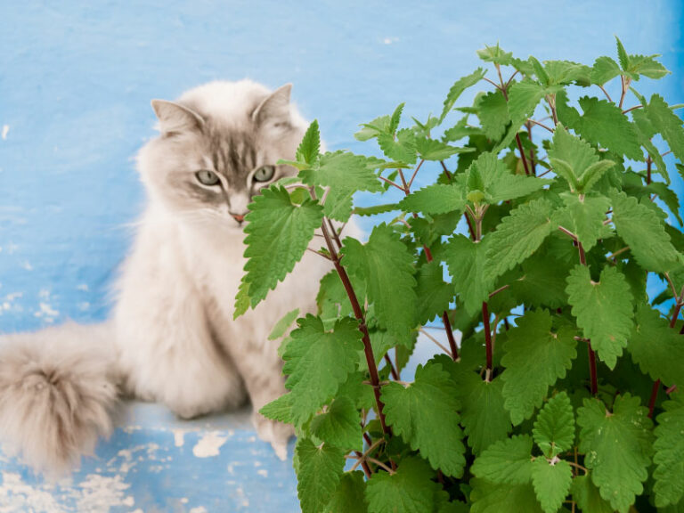 How to Keep Cats Away From Plants 19 Proven Real Life Tips