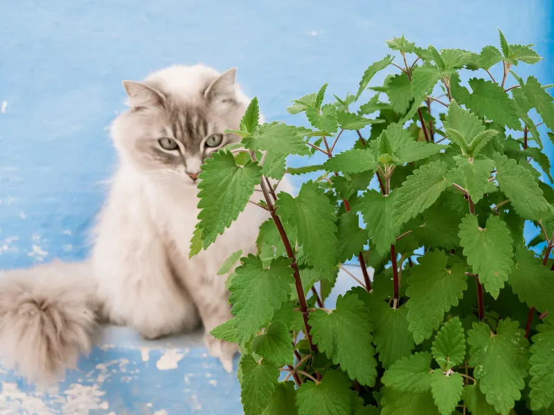 catnip-keep-cats-away-houseplants