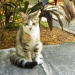 cats-and-plants-1200x1200