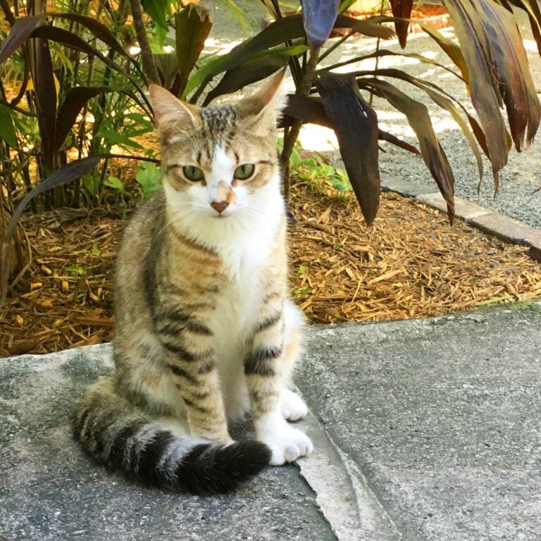 How to Keep Cats Away From Plants: 19 Proven Real Life Tips