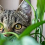 40 Toxic Houseplants for Cats and Dogs (with Pictures) cats-dogs-toxic-houseplants