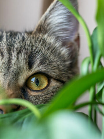 cats-dogs-toxic-houseplants