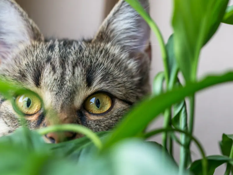 cats-dogs-toxic-houseplants