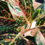 chinese-evergreen-prop-1200x1200