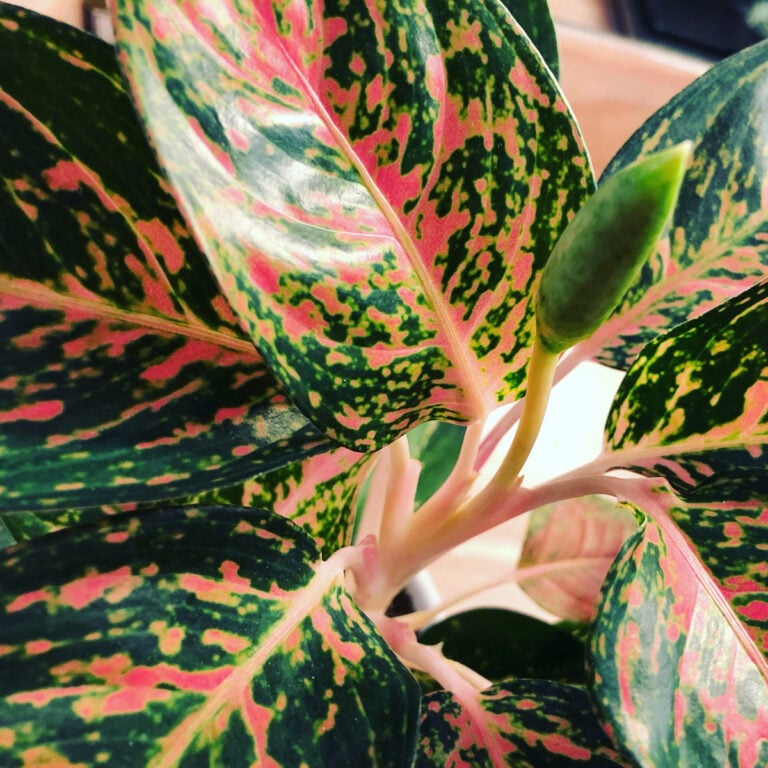 How to Propagate Chinese Evergreen: 5 Easy Ways
