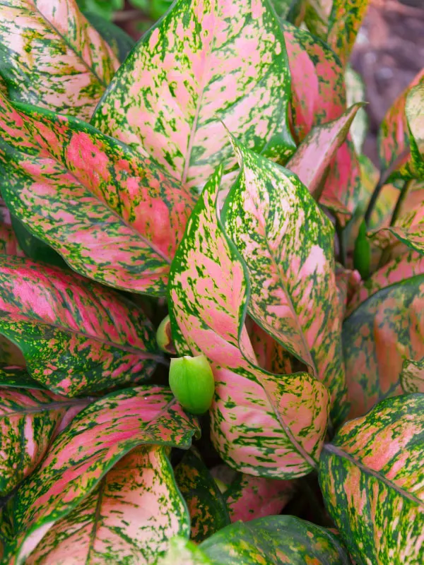 chinese-evergreen-toxic-houseplants-cats-dogs
