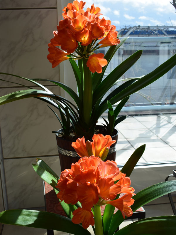 clivia-toxic-houseplants-cats-dogs