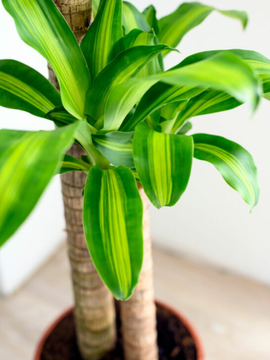 40 Toxic Houseplants for Cats and Dogs (with Pictures)