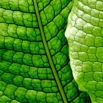 21 Stunning Indoor Fern Types to Green Up Your Home crocodile-fern-indoor-fern-types