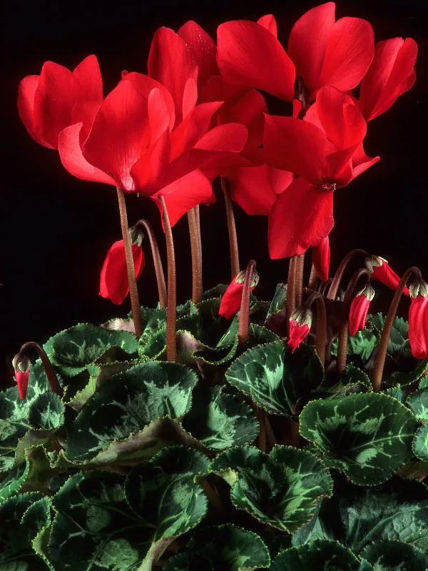 cyclamen-toxic-houseplants-cats-dogs