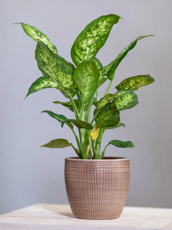 dieffenbachia-toxic-houseplants-cats-dogs