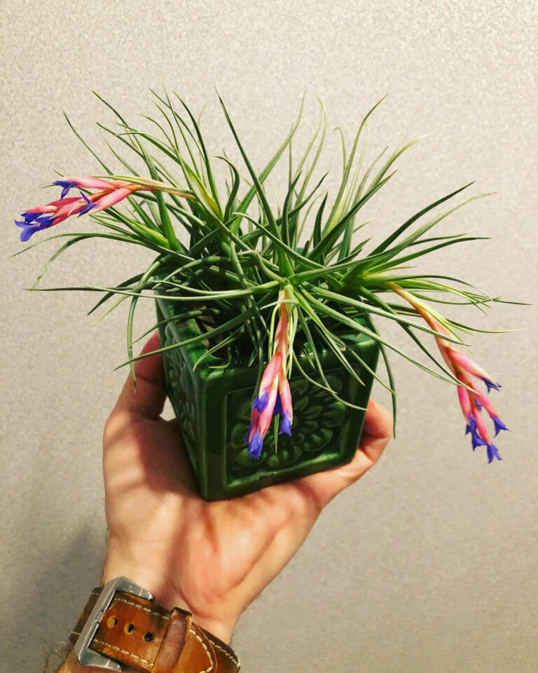 Do All Air Plants Bloom? 7 Fun Tillandsia Flower Facts