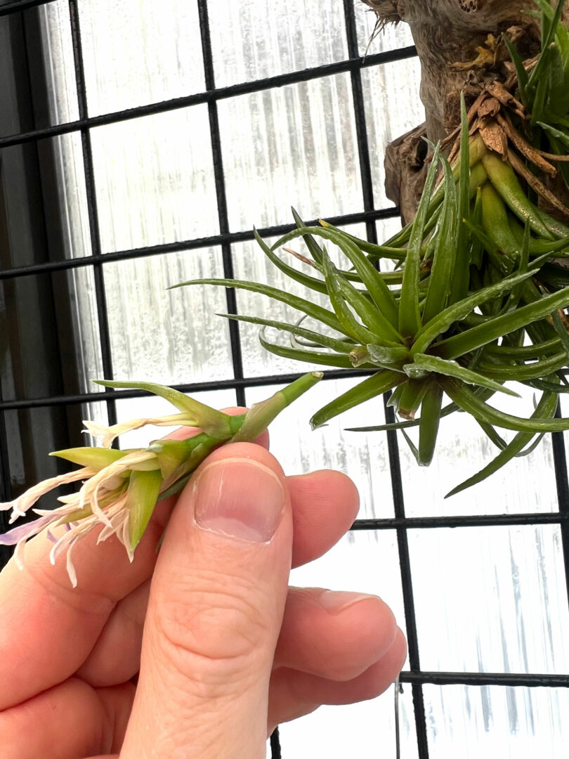 Do All Air Plants Bloom? 7 Fun Tillandsia Flower Facts