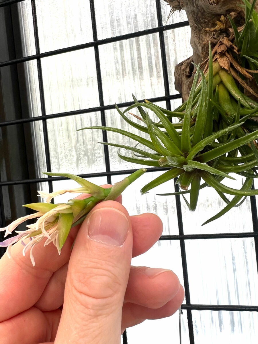 Do All Air Plants Bloom? 7 Fun Tillandsia Flower Facts