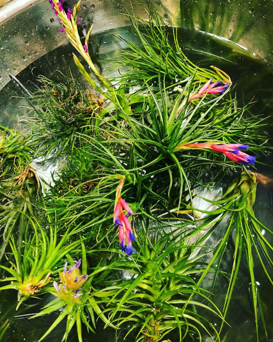 Do All Air Plants Bloom? 7 Fun Tillandsia Flower Facts