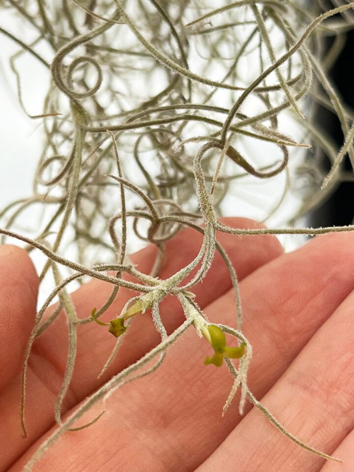 Do All Air Plants Bloom? 7 Fun Tillandsia Flower Facts