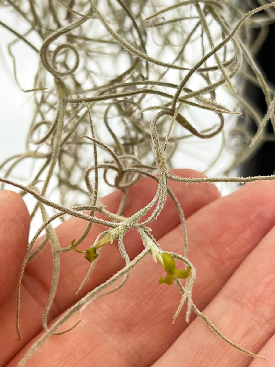 Do All Air Plants Bloom? 7 Fun Tillandsia Flower Facts