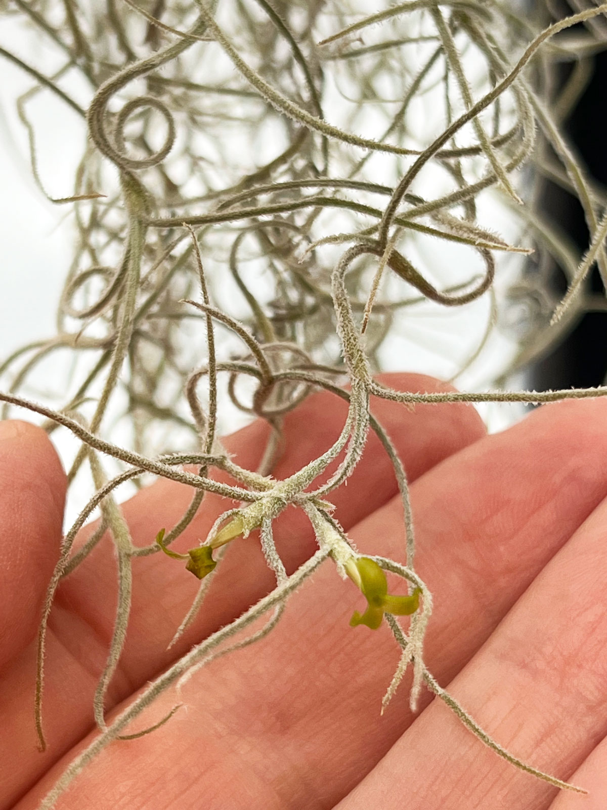 Do All Air Plants Bloom? 7 Fun Tillandsia Flower Facts