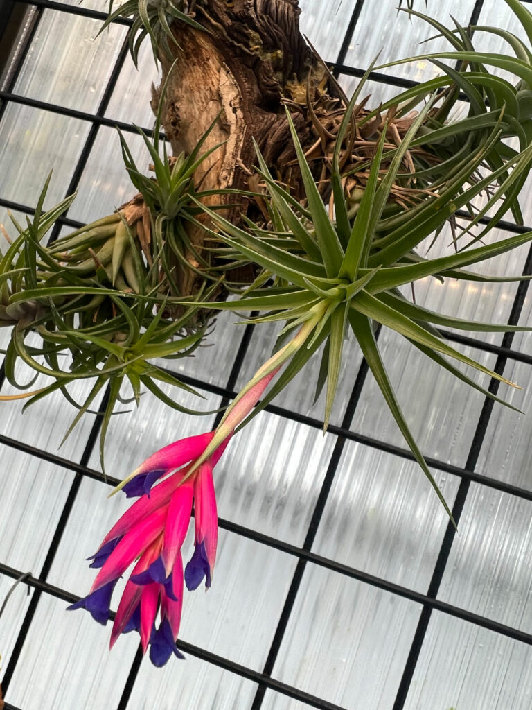 do-all-air-plants-bloom