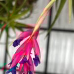 Do All Air Plants Bloom? 7 Fun Tillandsia Flower Facts do-all-air-plants-bloom