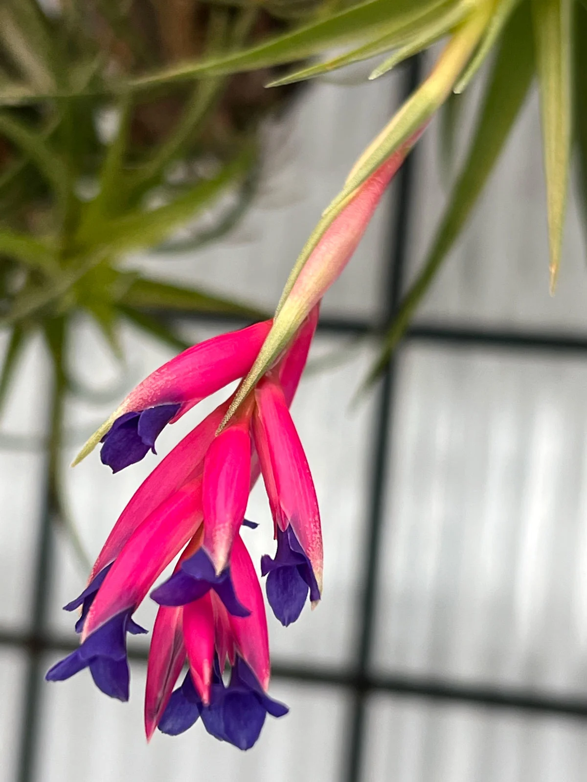 do-all-air-plants-bloom