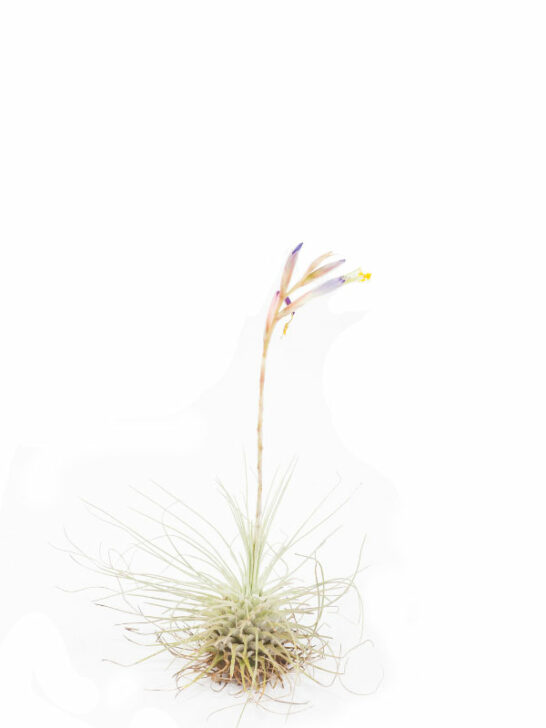 Do All Air Plants Bloom? 7 Fun Tillandsia Flower Facts