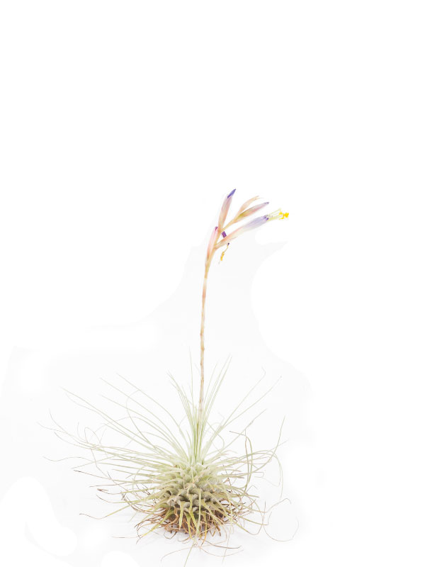 do-all-air-plants-bloom