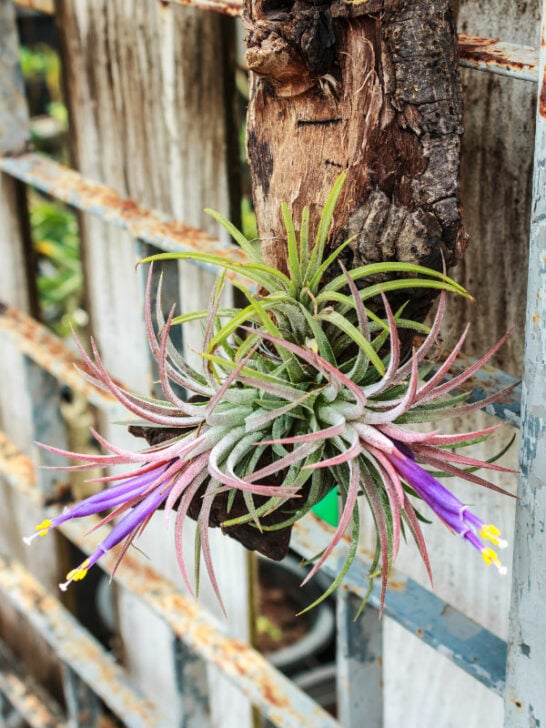 Do All Air Plants Bloom? 7 Fun Tillandsia Flower Facts