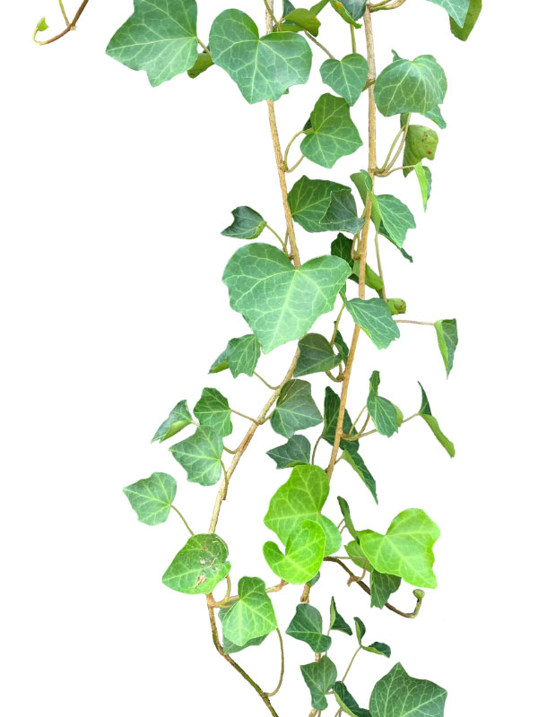 Is english ivy shop toxic to dogs