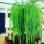 fern-types-1200x1200