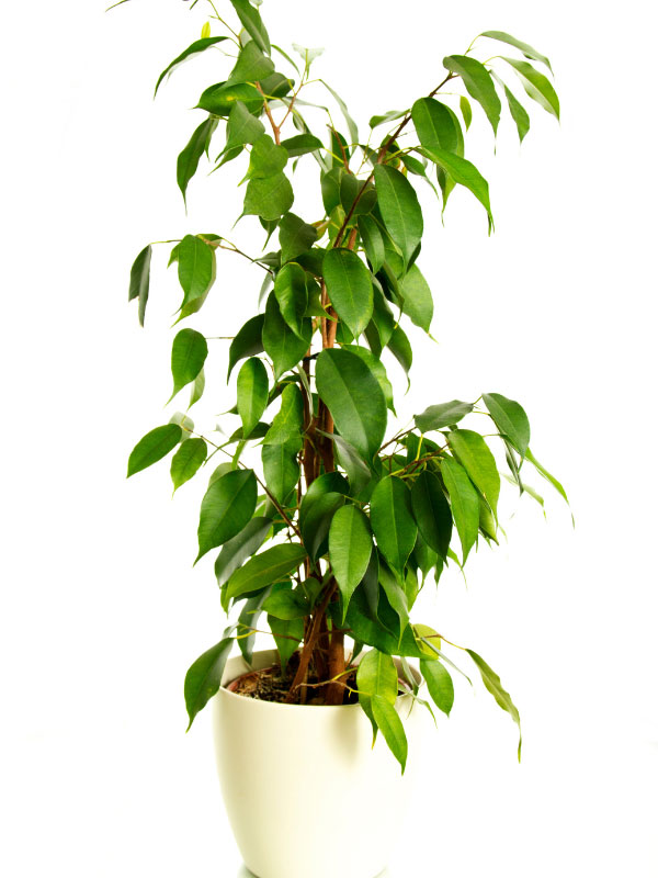 ficus-benjamina-toxic-houseplants-cats-dogs