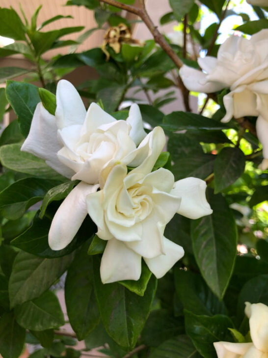 40 Toxic Houseplants for Cats and Dogs (with Pictures)