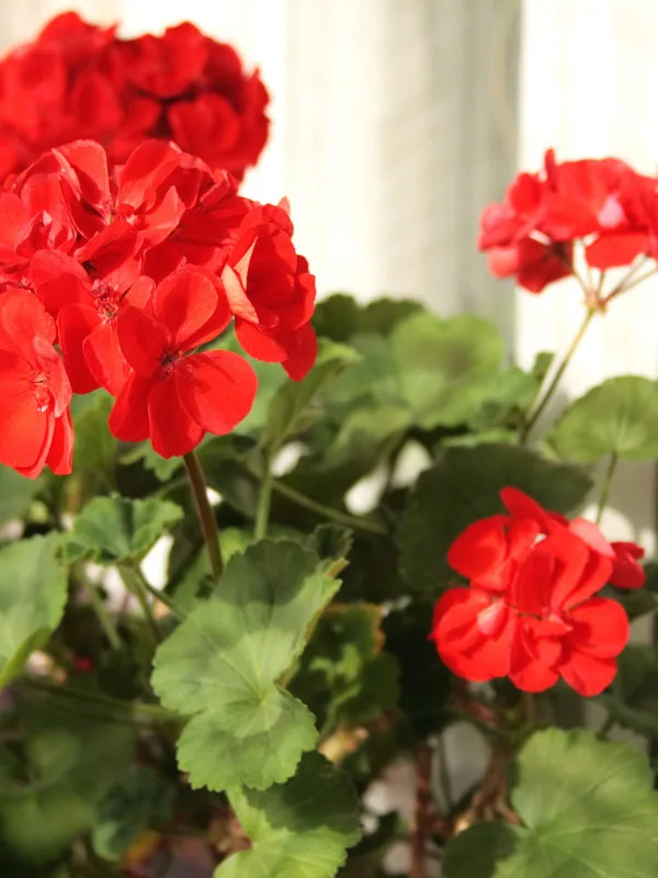 geranium-toxic-houseplants-cats-dogs