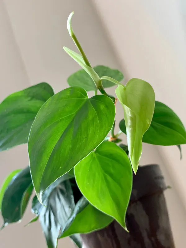 are pothos safe for cats and dogs