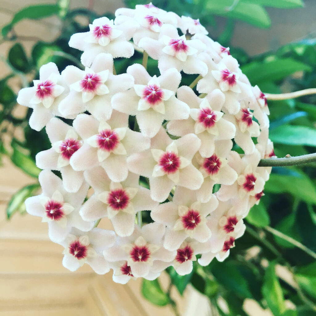 how-to-get-hoya-plants-to-bloom