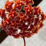 How to Get Hoya Plants to Bloom: 5+ Epic Tips how-to-get-hoya-plants-to-bloom